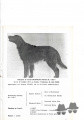 Pedigree MOANRUAD RAFTER Pedigree MOANRUAD RAFTER